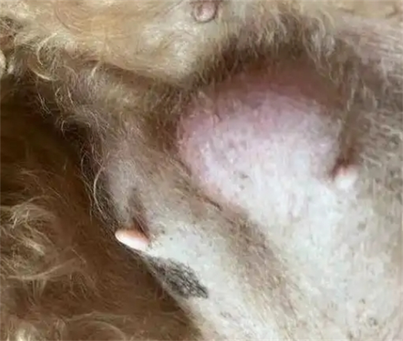狗狗乳房附近小硬疙瘩是怎么回事