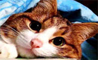 四川简州猫：一种多特异性的家养猫品种