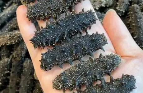 淡干海参2o%盐含量正常吗