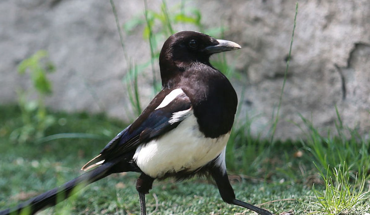 半夜听到喜鹊叫好不好 半夜听到喜鹊叫好不好