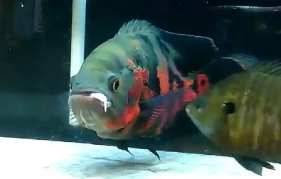 地图鱼：憨厚体态与惊人食量的水中伙伴