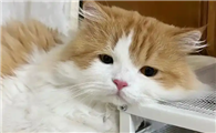 母猫奶水不足会有哪些表现