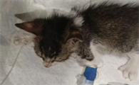 猫瘟治疗三天过了就能救活吗