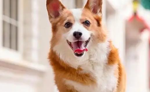 科普：买威尔斯柯基犬的禁忌，避开星期狗陷阱