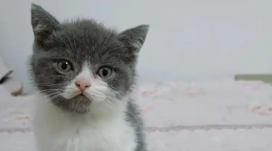 猫鼻炎的症状有哪些 猫鼻炎的症状有哪些