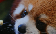 上海动物园有小熊猫吗