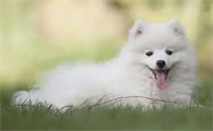 狗狗交配后乳房和肚子变大