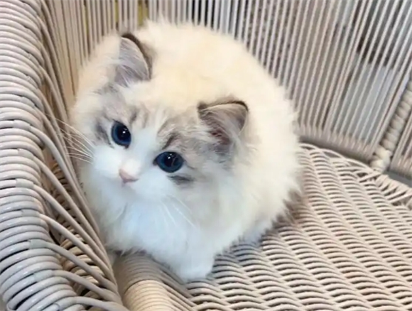 小猫猫一直舔毛是什么原因