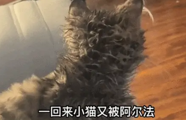 救命!狗子把猫舔成“芒果核”冲上热搜 救命!狗子把猫舔成“芒果核”冲上热搜