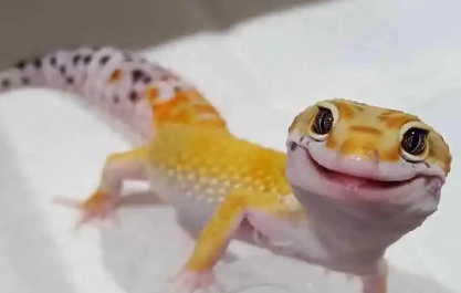 守宫蜥蜴可以多久不吃东西?来这看看! 守宫蜥蜴可以多久不吃东西?来这看看!