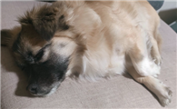 狗狗便秘吃什么好