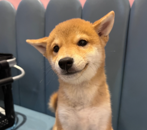 两只宠物打架,双方主人“对簿公堂”… 两只宠物打架,双方主人“对簿公堂”…