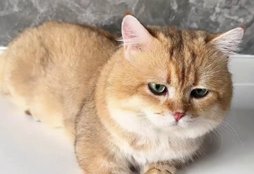 猫做绝育手术后多久能恢复