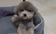 泰迪腿瘸了是怎么回事