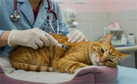 猫呕吐的原因有哪些