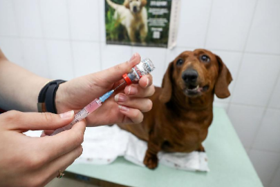 狗狗打了两次狂犬疫苗怎么办 狗狗打了两次狂犬疫苗怎么办