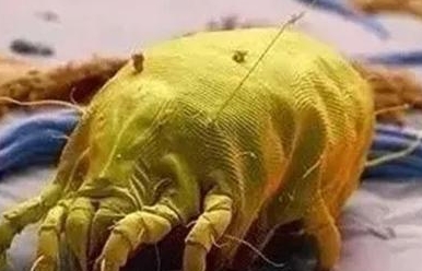 被螨虫咬了用什么洗澡 被螨虫咬了用什么洗澡