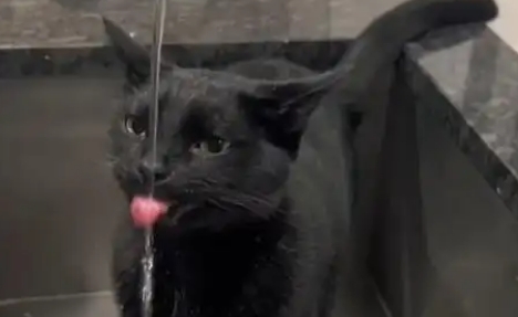 猫咪喝自来水会怎样