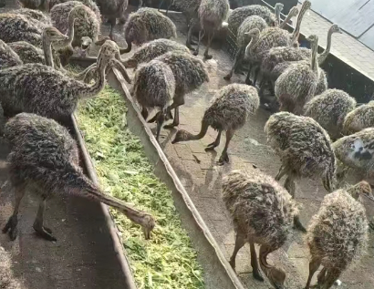 养殖鸵鸟怎么收益