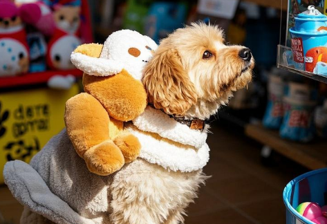 把宠物当人养,“它经济”如何撬动千亿市场? 把宠物当人养,“它经济”如何撬动千亿市场?