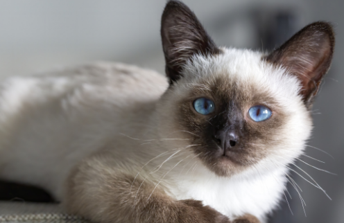 猫咪打疫苗过敏呼吸急促怎么办 猫咪打疫苗过敏呼吸急促怎么办