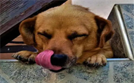 狗狗怀孕不能吃什么东西