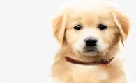 狗总感冒是免疫力下降吗