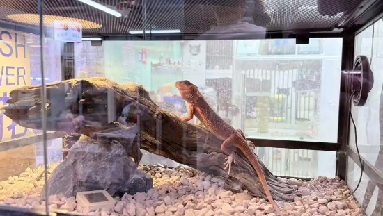 “异宠”不可随意宠!小众宠物饲养热背后,各类隐患需警惕 “异宠”不可随意宠!小众宠物饲养热背后,各类隐患需警惕