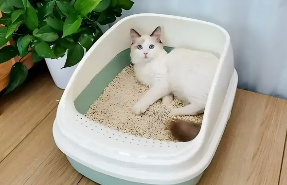 猫砂盆哪种款式比较好？新手养猫看这篇就够了！