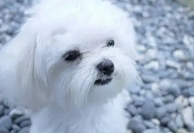 狗狗耳螨喷耳螨喷雾可以吗