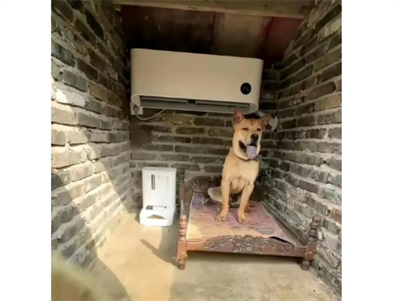 小狗能在空调房里睡觉吗