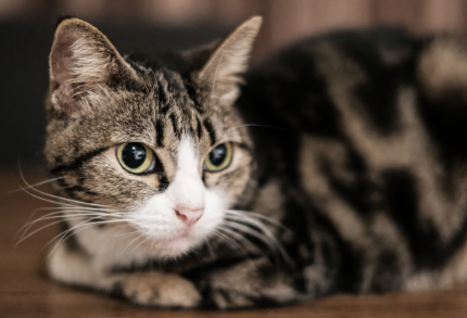 猫口腔溃疡会传染吗 猫口腔溃疡会传染吗