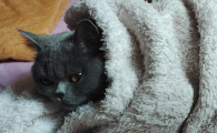 猫咪肚子有硬块