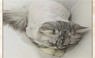 猫咪剃毛会有什么影响