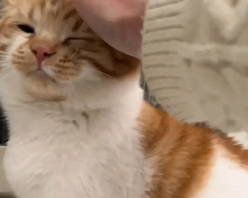 猫咪性格倔强不让摸脑袋，边摸边后退。网友：再退就出省了