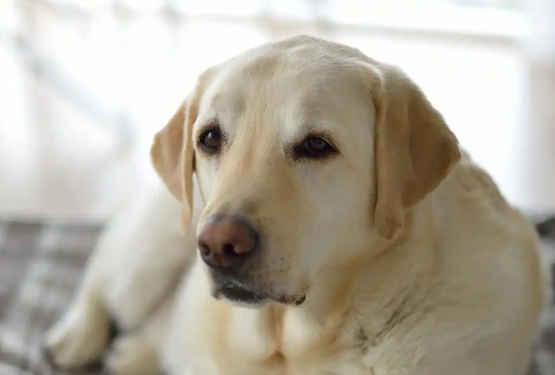 养拉布拉多犬:缺点揭秘 养拉布拉多犬:缺点揭秘