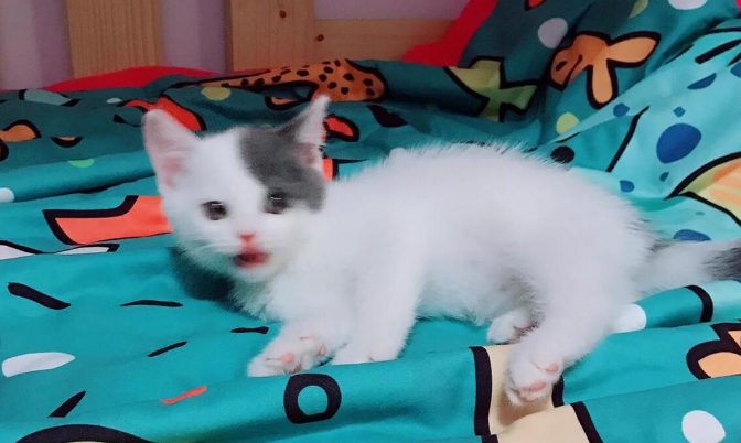 英短净梵猫：净梵和梵文的区别
