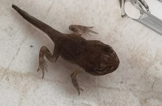 小鳄龟吃蝌蚪吗