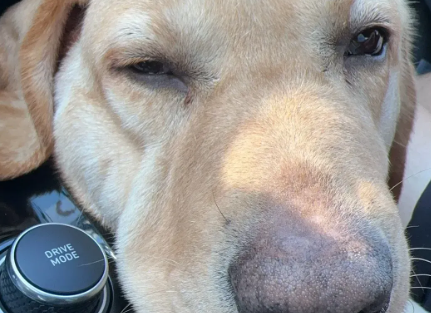 毛孩子撑起千亿市场，如何看待“它经济”的热潮？