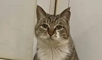 猫一天拉几次尿算正常 猫一天拉几次尿算正常
