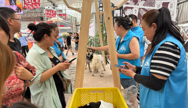 让爱汇聚，与流浪动物共赴温暖之旅