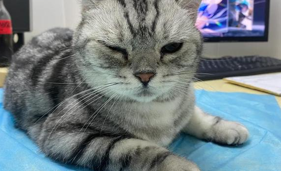 公猫隐睾是什么意思
