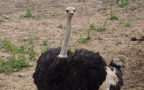 鸵鸟北方怎么过冬 鸵鸟北方怎么过冬