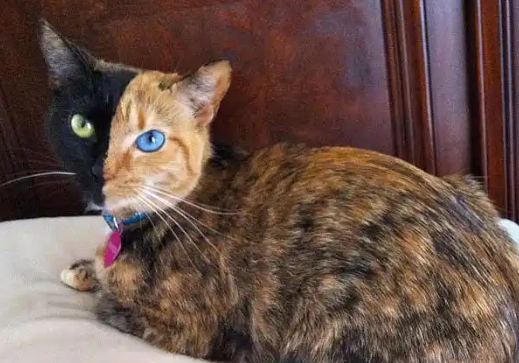 揭秘玳瑁猫饲养秘籍，关键看这几点就够了！