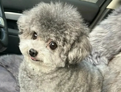 走进灰白泰迪的世界,品味它们的独特魅力 走进灰白泰迪的世界,品味它们的独特魅力