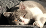 什么是猫咪的肾功能衰竭