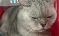猫咪吐出长条像粪便一样