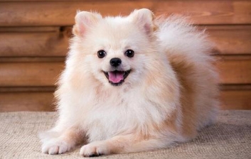 狗总咬自己爪子咋回事 狗总咬自己爪子咋回事