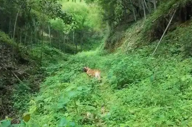 神犬立功!62岁老人失踪十天,6岁“她”锁定踪迹 神犬立功!62岁老人失踪十天,6岁“她”锁定踪迹