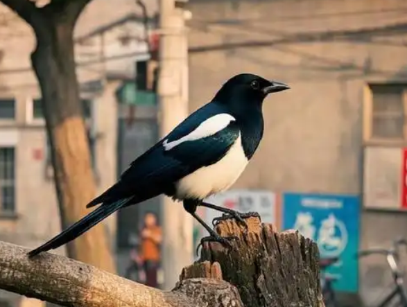 喜鹊进屋预示好不好